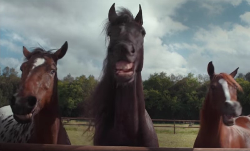 Să râdem cu ... caii